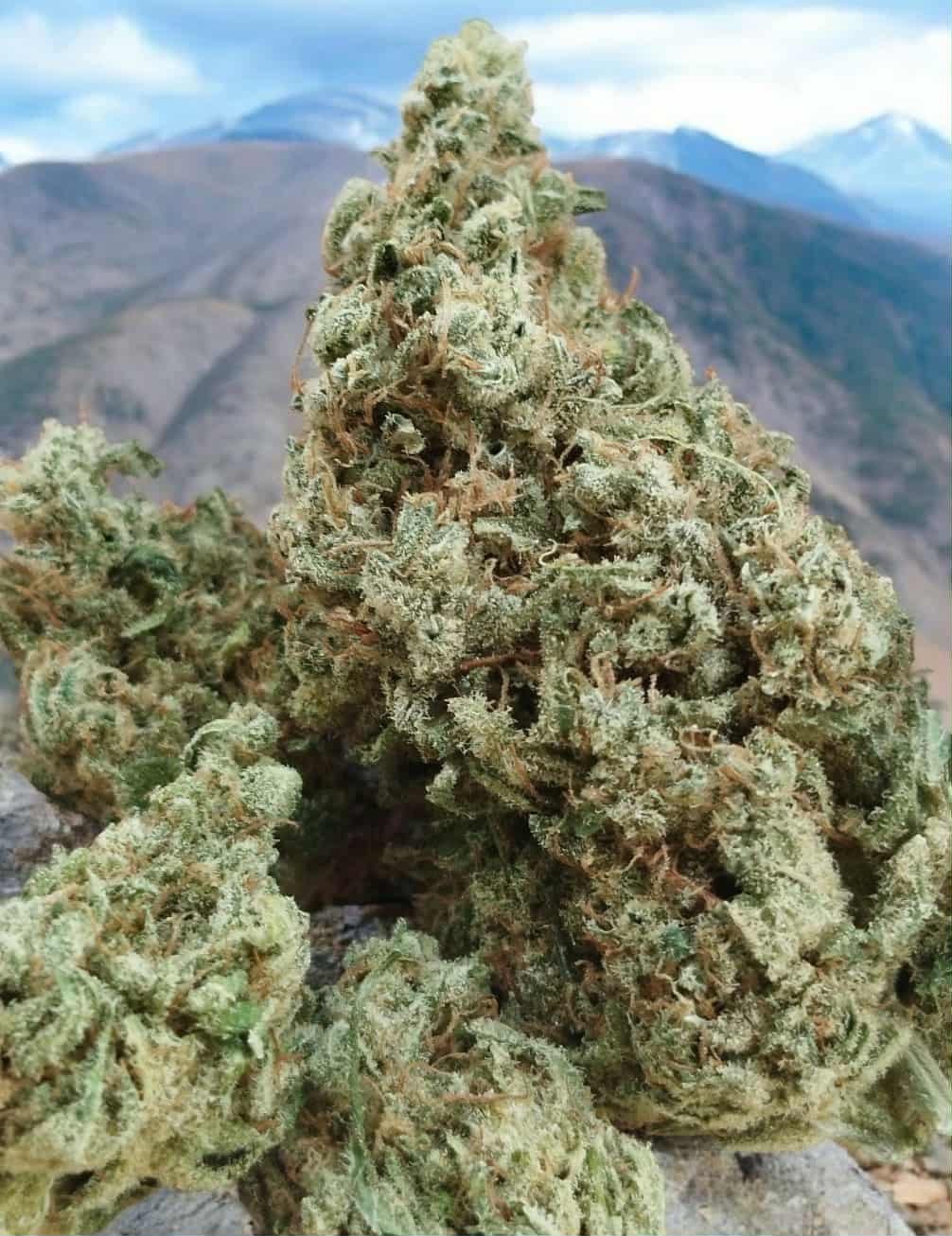 BLUE DREAM indoor cbd 😎