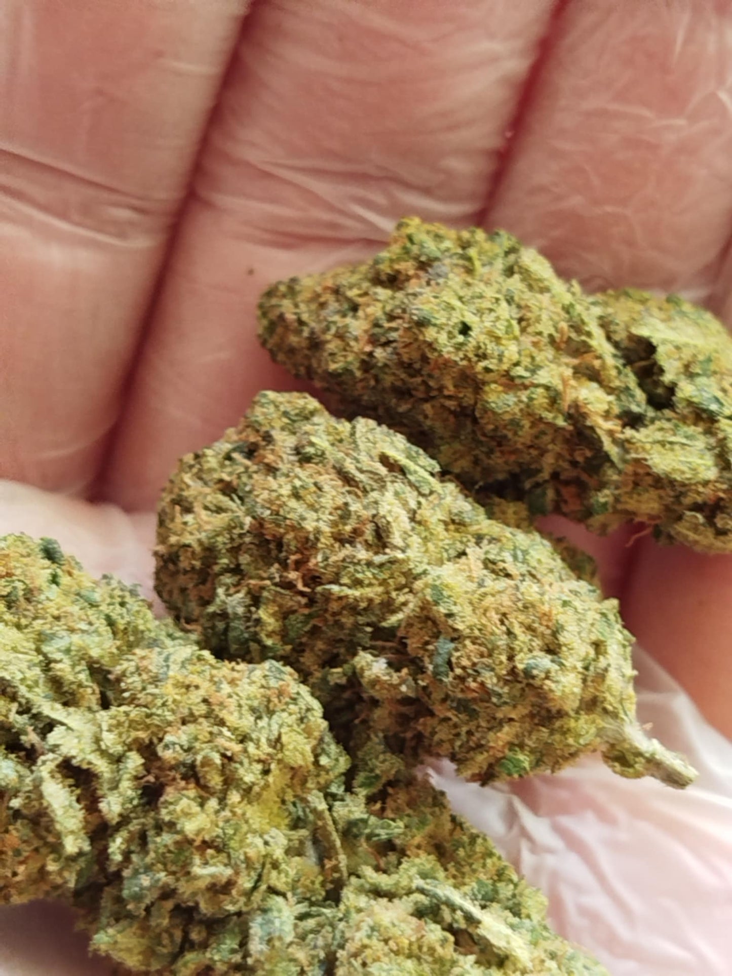 MOBY DICK cbd indoor