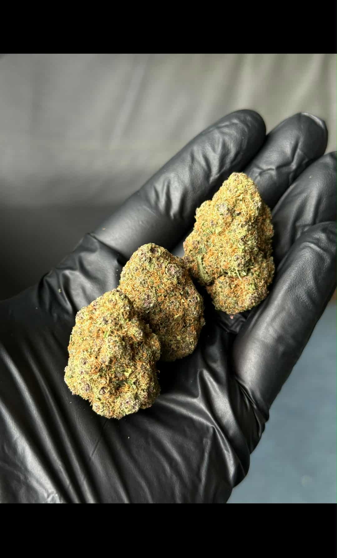 LEMON CHERRY indoor US