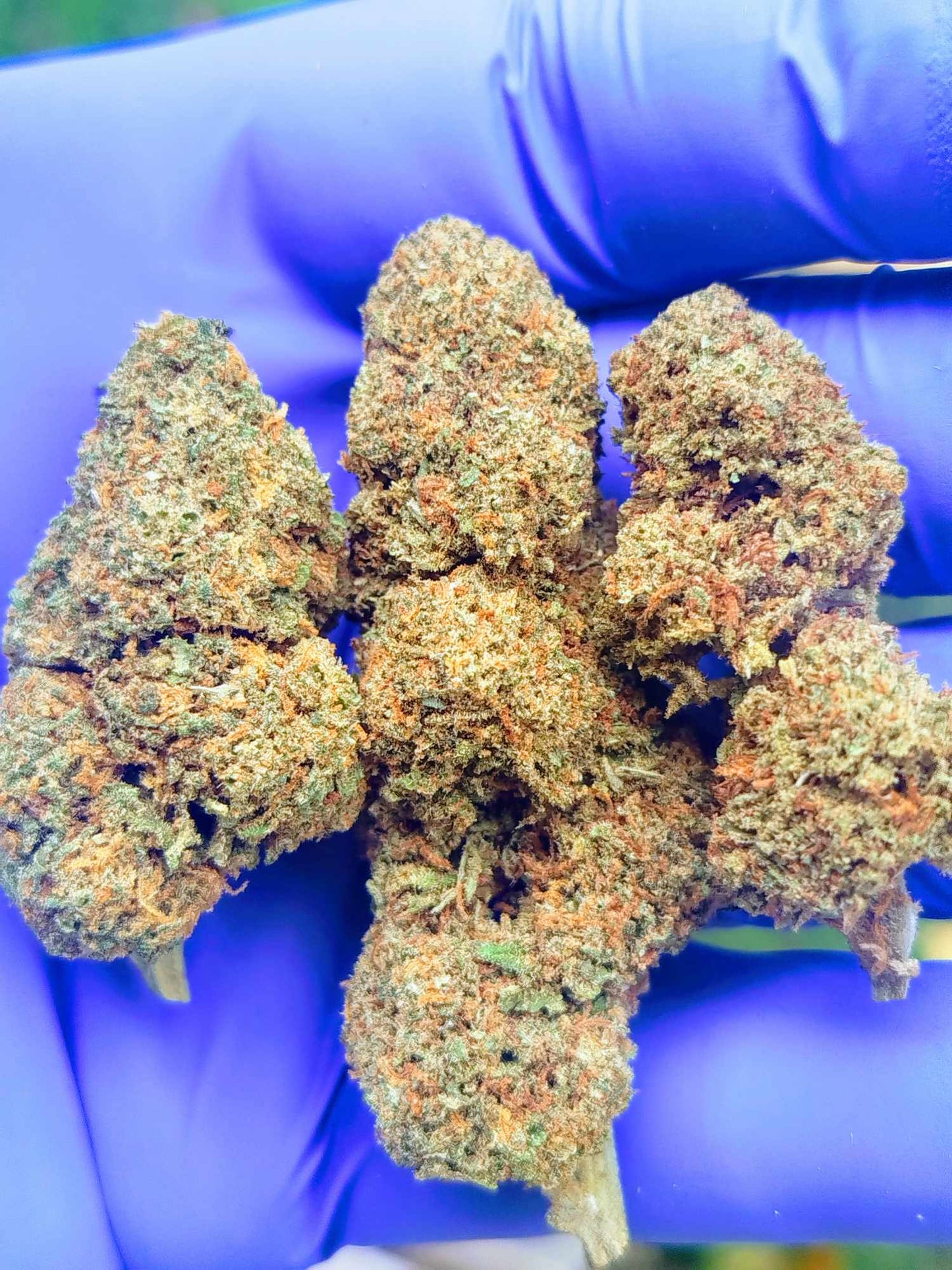 La "Fanta" fleur californienne 🤗