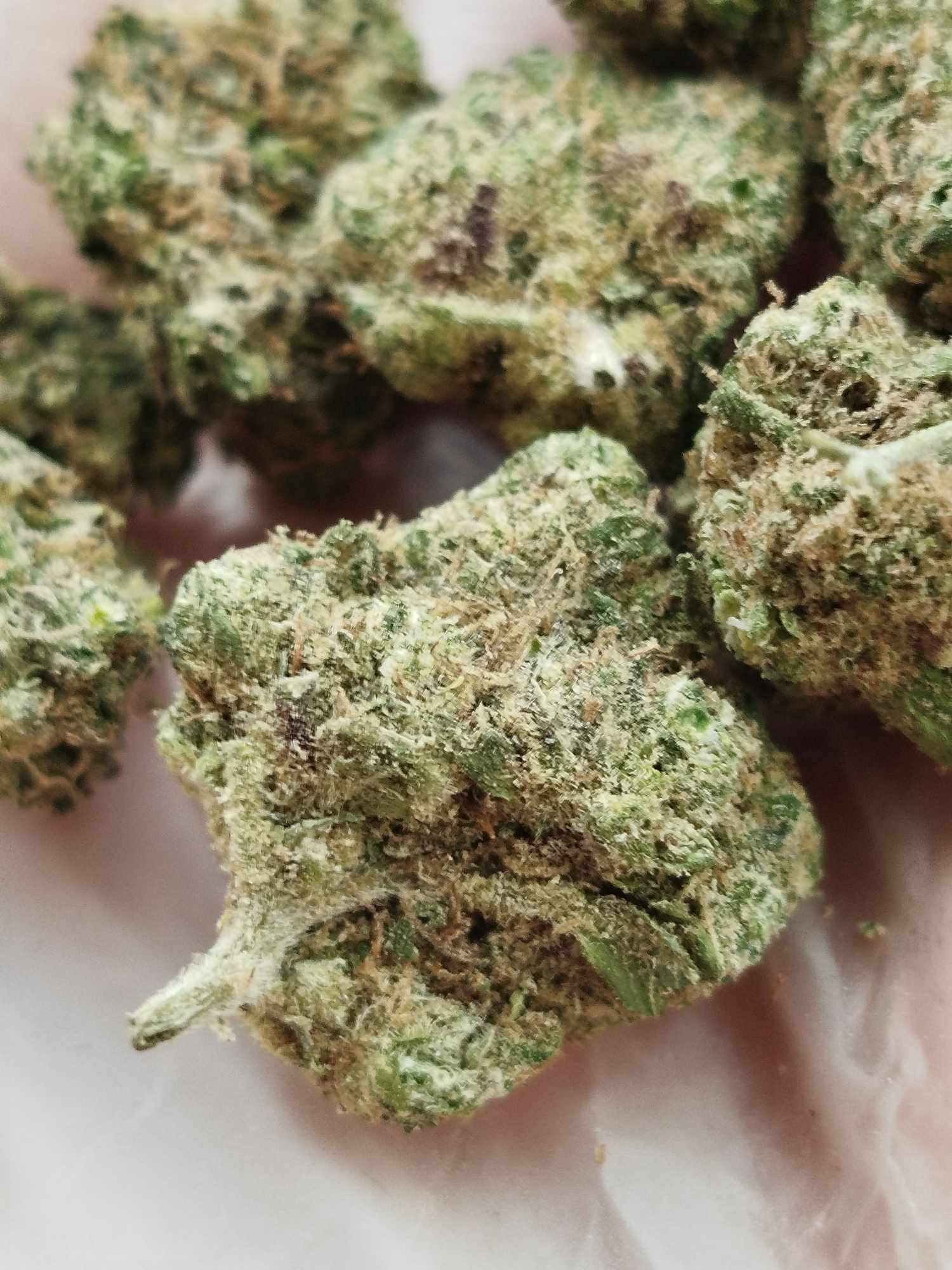 Les "Small bud" ( cali ,indoor,green housse )🤑