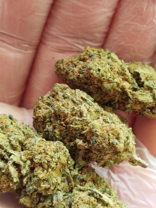 MOBY DICK cbd indoor