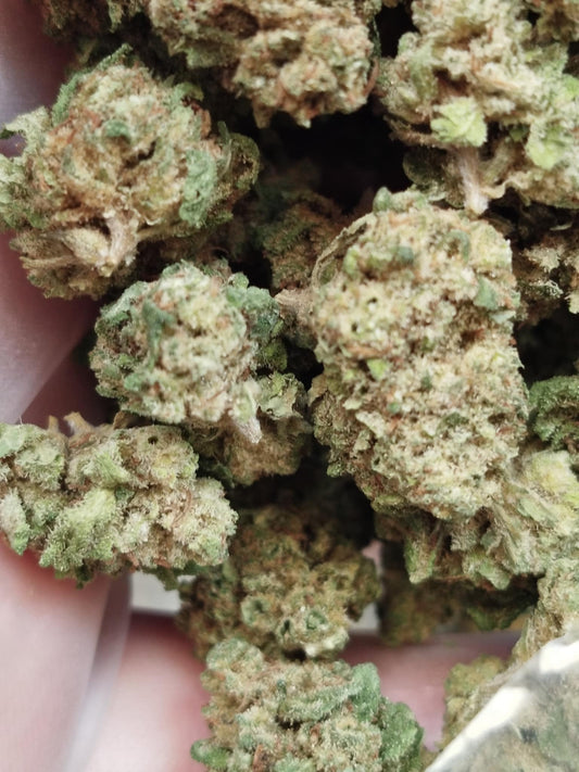 Sugar pussy small bud green housse