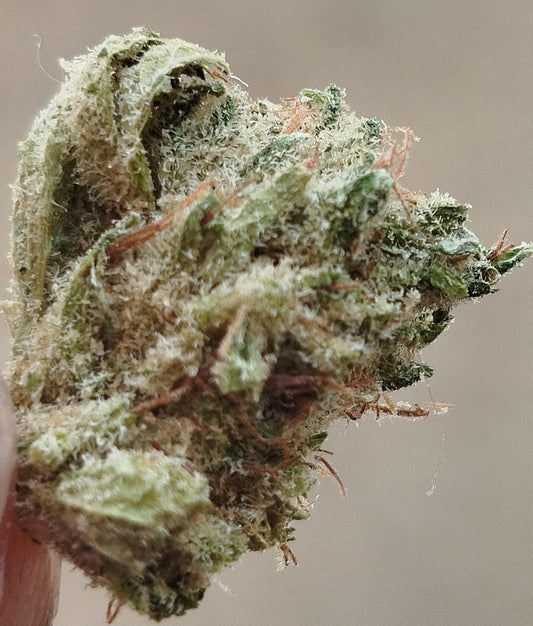 "Skittles" indoor cbd small bud