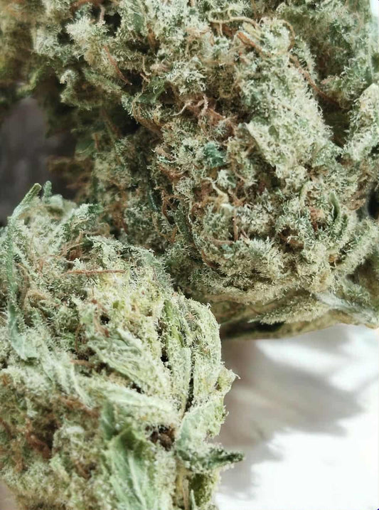 BLUE DREAM indoor cbd 😎