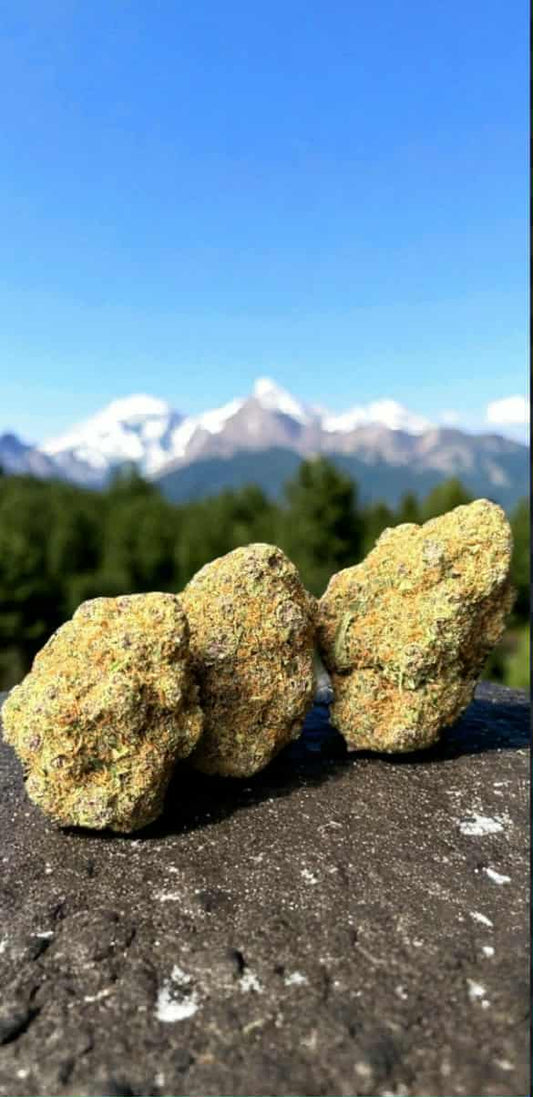 LEMON CHERRY indoor US