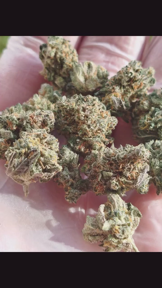 " Blue muffin  " small bud indoor