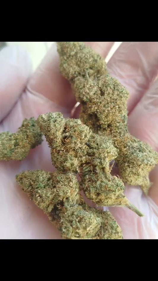 CBN fleur " exotic bud "glass housse