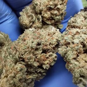 cherry bullet – fleur indoor