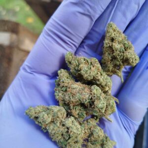 critical – fleur top indoor