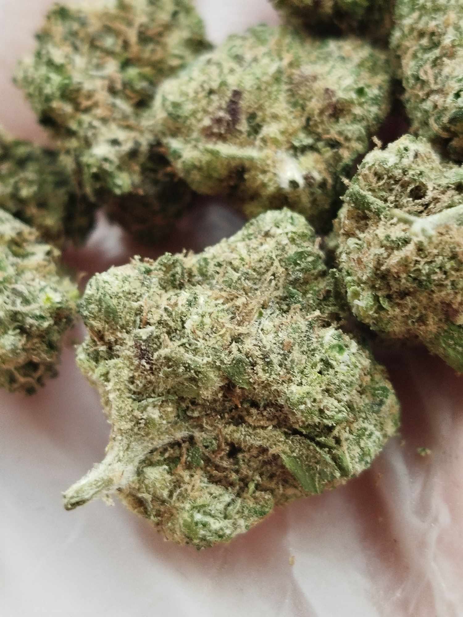 master haze – fleur indoor master haze – fleur indoor