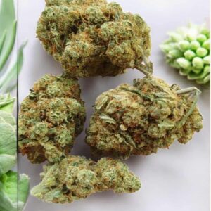 moby dick – fleur indoor