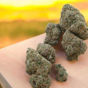 saphir jelly – fleur indoor us