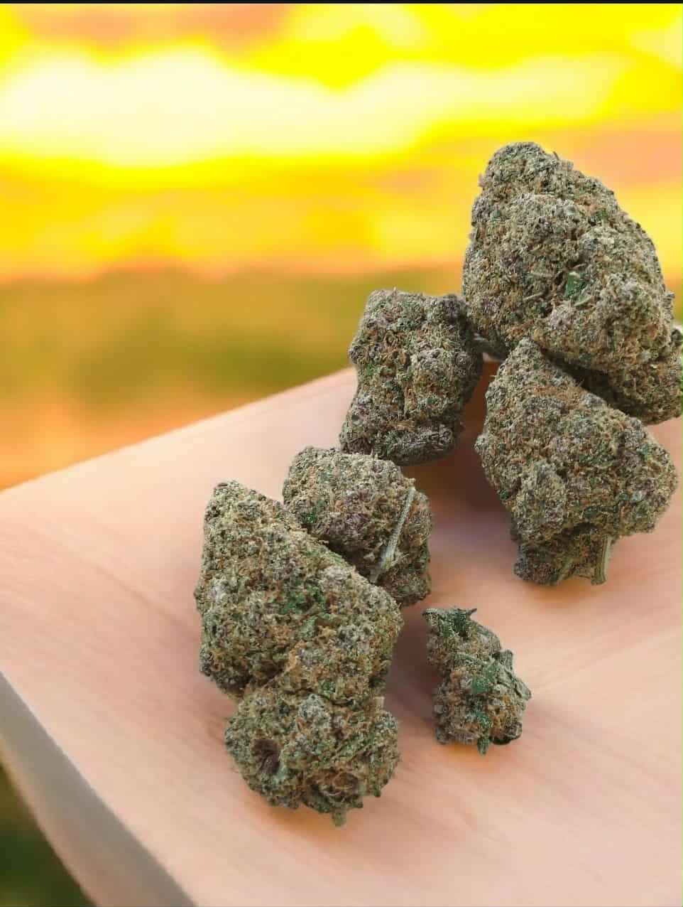 saphir jelly – fleur indoor us saphir jelly – fleur indoor us