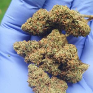 monster kush – fleur indoor