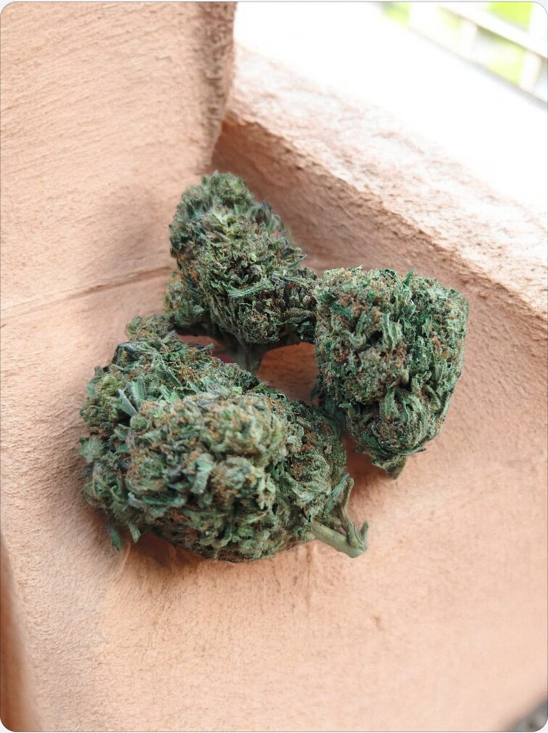 bubbha kush usa glass house bubbha kush usa glass house