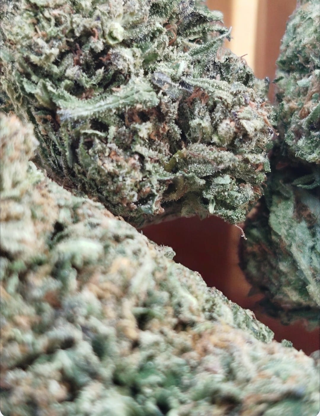 bubbha kush usa glass house bubbha kush usa glass house