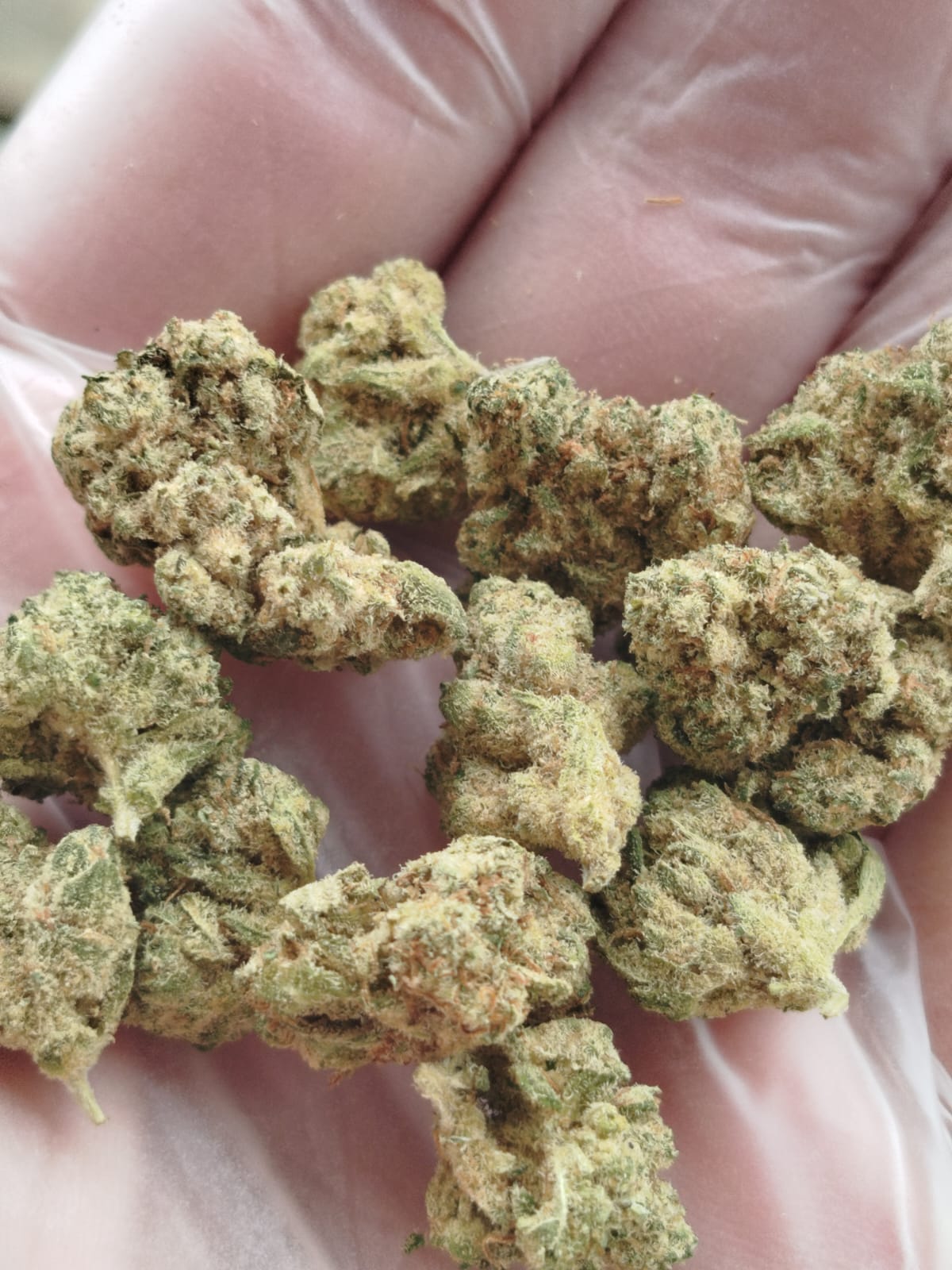 amnesia indoor small buds amnesia indoor small buds